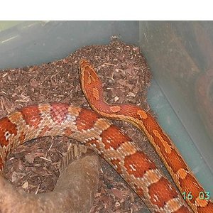 Copia de PICT2640.JPG