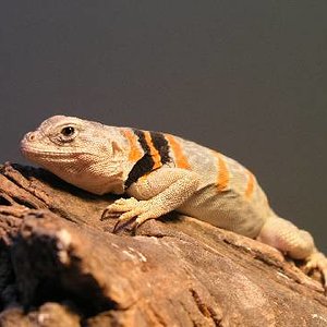 Resized_molins 001.jpg