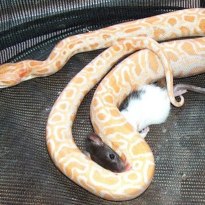 Copia de HPIM0370.JPG