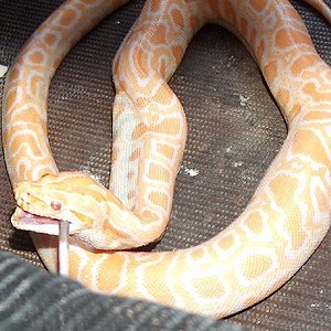 Copia de HPIM0383.JPG