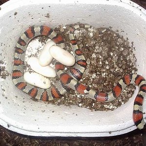 puesta gentilis 1.jpg