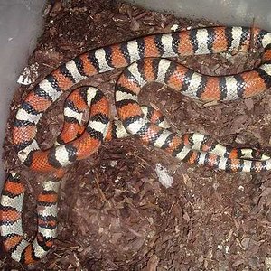 Segunda copula gentilis 1.JPG