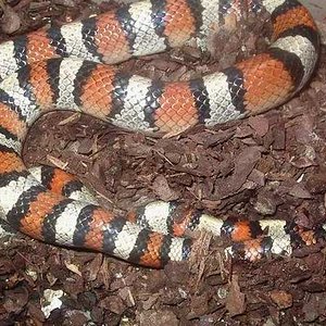 Segunda copula gentilis 2.JPG