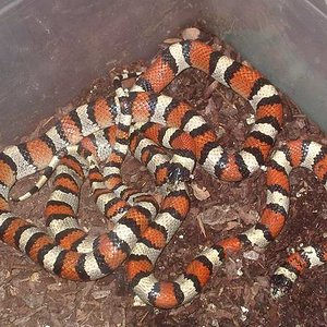 Segunda copula gentilis 3.JPG