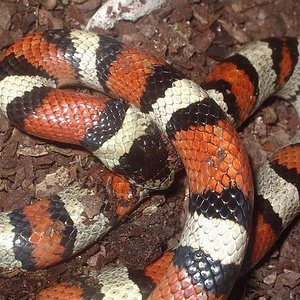 Detalle Segunda copula gentilis 1.JPG