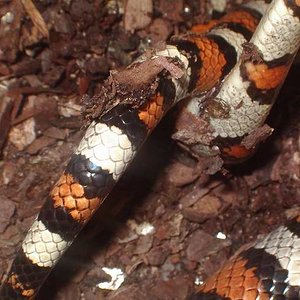 Detalle Segunda copula gentilis 2.JPG