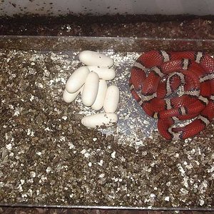 puesta syspila 2.JPG