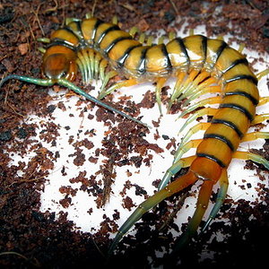 Scolopendra alternans.jpg