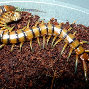 Scolopendra alternans comiendo.jpg