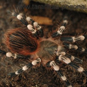 A.geniculata 3.JPG
