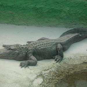 Aligator.JPG