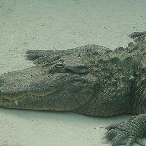 detalle Aligator.JPG