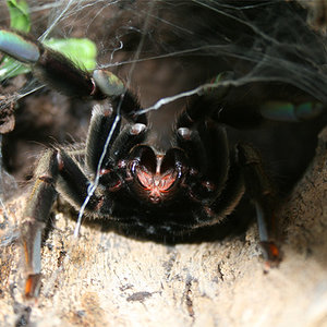 Psalmopoeus-cambridgei.cano.jpg