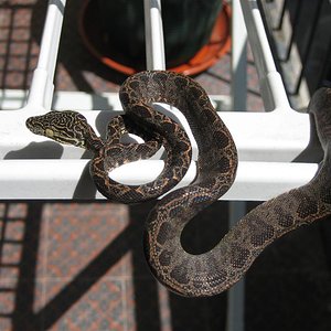 IMG_1088 (Large).JPG