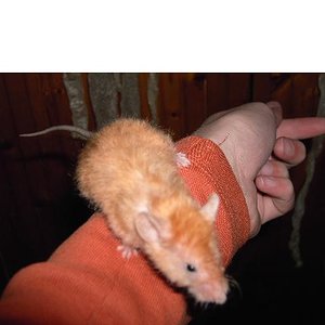 Copia de PICT2935.JPG