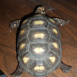 Picture 087 (Small).jpg