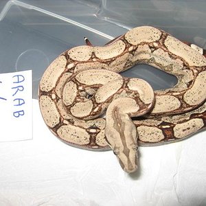 Arabesquemale1 (Small).jpg