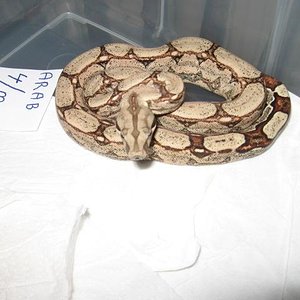 Arabesquemale (Small).jpg