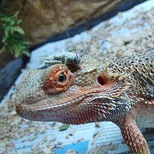 juanchi y grillo.JPG