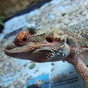 juanchi y grillo 2.JPG