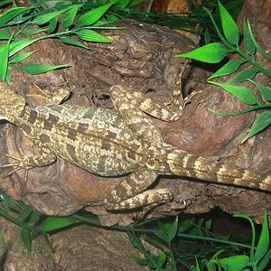 basiliscus vittatus hembra2.JPG