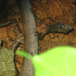 basiliscus vittatus macho.JPG