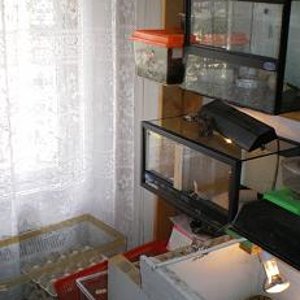 Terrarios Eublepharis, G.pardalis y alimento.JPG