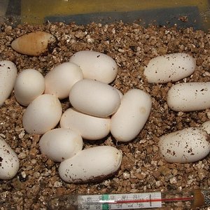 Huevos guttatus 1.jpg