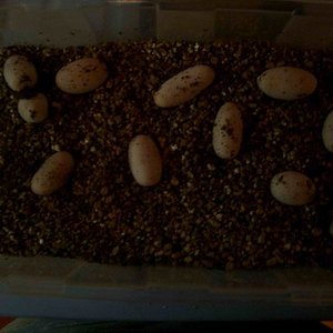 Puesta Heterodon Nasicus Nasicus 2007.jpg