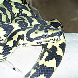 morelia cheiney 2.jpg