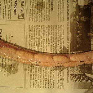 Autopsia syspila 2.JPG