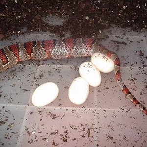 Thayeri puesta 1.JPG