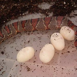 Thayeri puesta 2.JPG