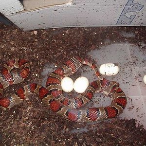 Thayeri puesta 3.JPG