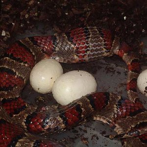 Thayeri puesta 4.JPG