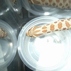 Heterodon Nasicus Kennerlyi2.JPG