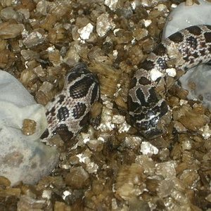 Nacimiento Heterodones7.JPG