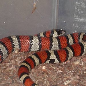 alterna x rutveni.jpg