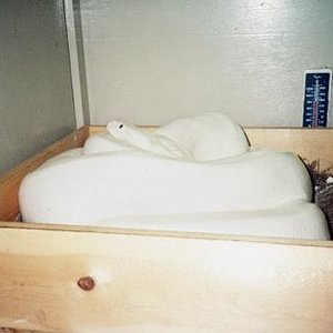 leucistic burmese.jpg