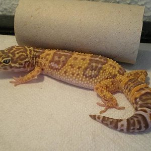 Albino tangerine hembra nacida 2006.JPG