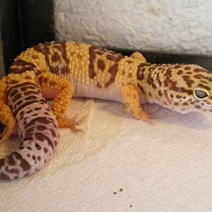 Tremper albino macho Nacido 2006.JPG