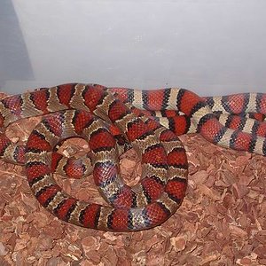 Pareja mexicana x  thayeri+alterna x ruthveni.JPG