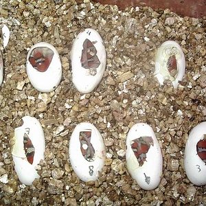 Eclosion syspila 2.JPG