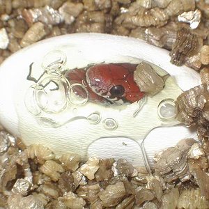 Eclosion syspila 1.JPG