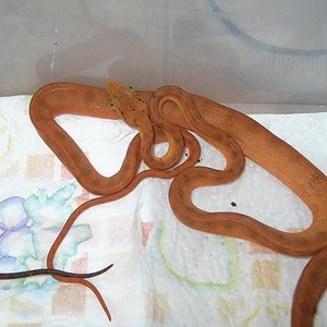 corallus naranja.JPG