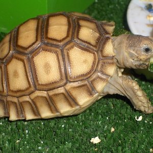 NINA( SULCATA) 046.jpg