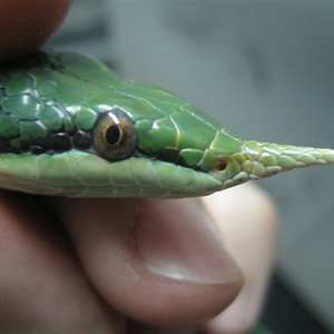 Ryncophis_boulengeri_006 (Small).jpg