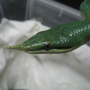 Ryncophis_boulengeri_052 (Small).jpg