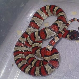 ruthveni x mex x thayeri macho.JPG