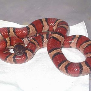 ruthveni x mex x thayeri hembra.JPG